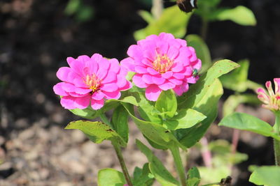 Close-up of pink flowering plant