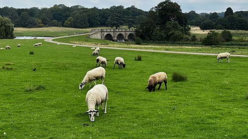 Sheep grazing on field