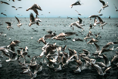 Flock of birds flying over sea