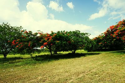 Trees in park