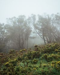 Trees in forest against sky