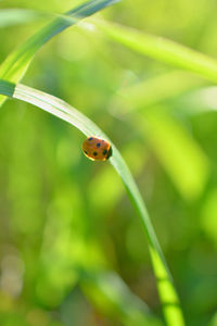 Close-up of ladybug on grass