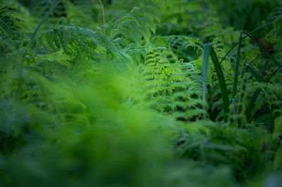 Close-up of fresh green plants