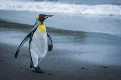 Close-up of penguin on beach