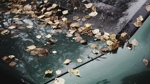 High angle view of maple leaves floating on water