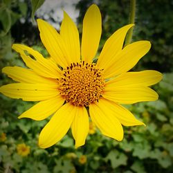 Close-up of yellow flower blooming outdoors