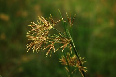 Close-up of fresh plant