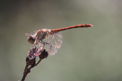 Close-up of insect on plant