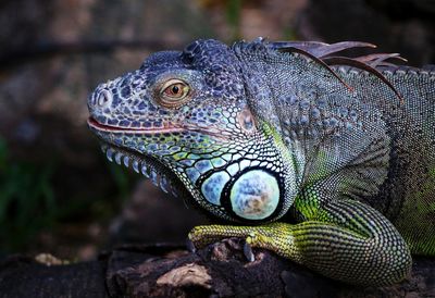 Side view of iguana outdoors