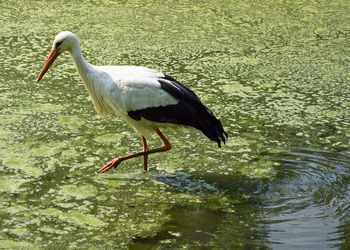 High angle view of stork walking in lake