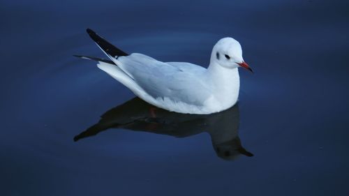 Close-up of duck swimming in water