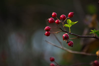 Close up of wild red berries