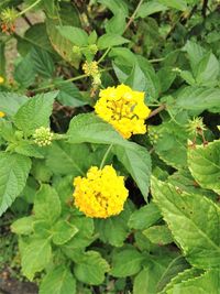 Close-up of yellow flowers blooming outdoors