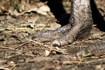 Close-up of ostrich feets