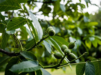 Close-up of fruit growing on tree