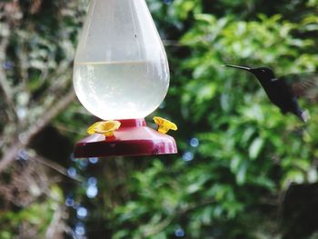 Close-up of bird flying toward feeder