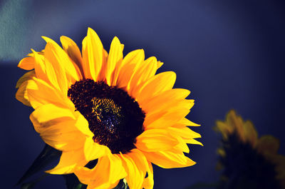 Close-up of sunflower