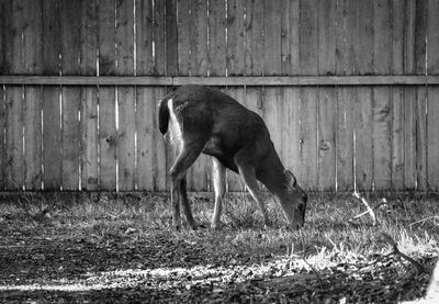 A deer grazing in a suburban yard in front of a fence.