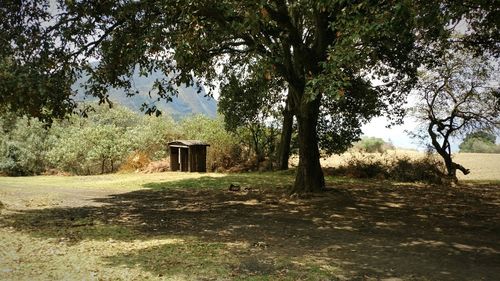 Trees on landscape