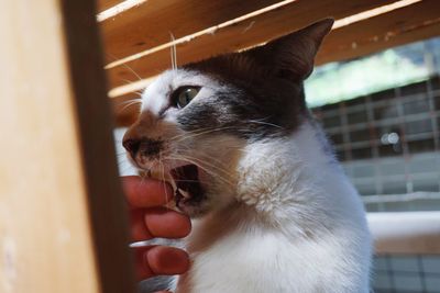 Close-up of hand getting nibbled by a cat