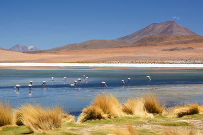 Scenic view of lake against clear sky