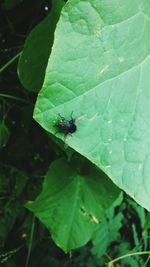 High angle view of fly on leaf