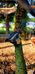 Close-up of a peacock