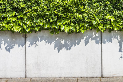 Ivy plants growing on wall