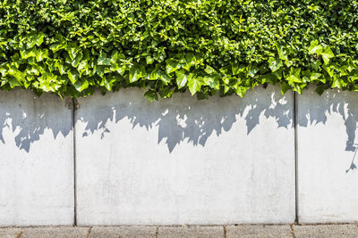 Ivy growing on wall