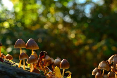 Close-up of mushrooms growing on a log