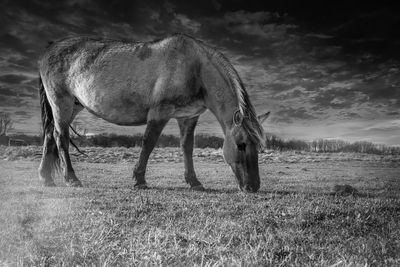 View of horse grazing on field