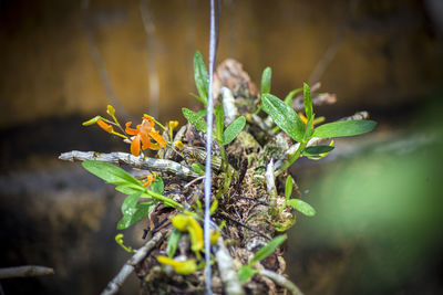 Close-up of plant