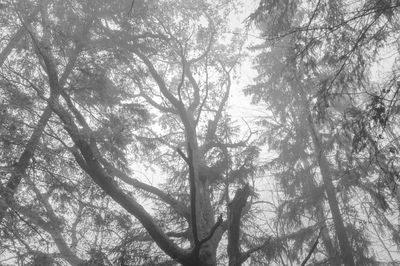 Low angle view of trees in forest