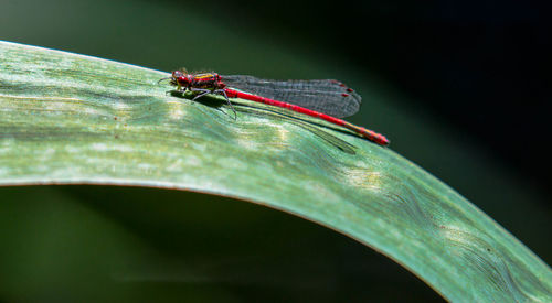 Close-up of damselfly on plant