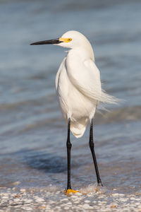 Egret perching at beach