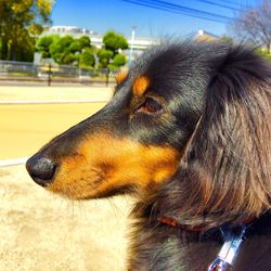 Close-up of dog