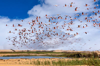 Flock of birds flying over field