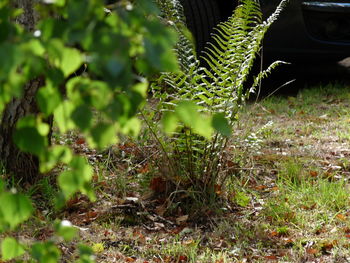 Close-up of plant growing on field