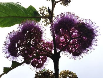 Low angle view of purple flower tree against sky