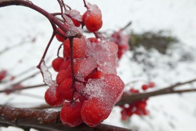 Close-up of frozen red berries