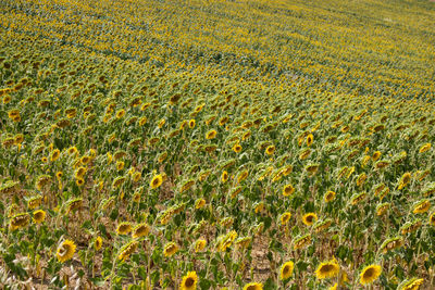 Scenic view of wheat field