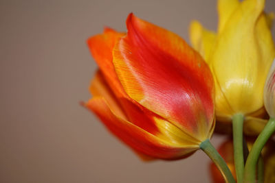 Close-up of orange tulip