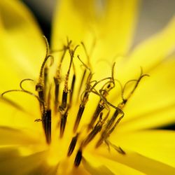 Close-up of yellow flower