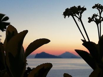 Close-up of silhouette plants against sky during sunset