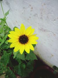 Close-up of yellow flower blooming outdoors