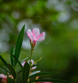 Close-up of pink flower