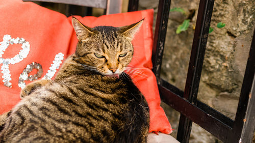 domestic cat