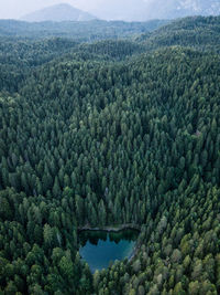 Scenic view of forest against sky