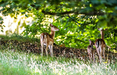 Horse standing in a field