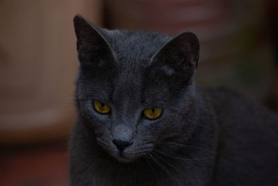 Close-up portrait of a cat